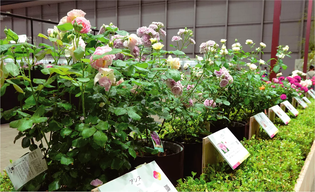 横浜ローズコレクション