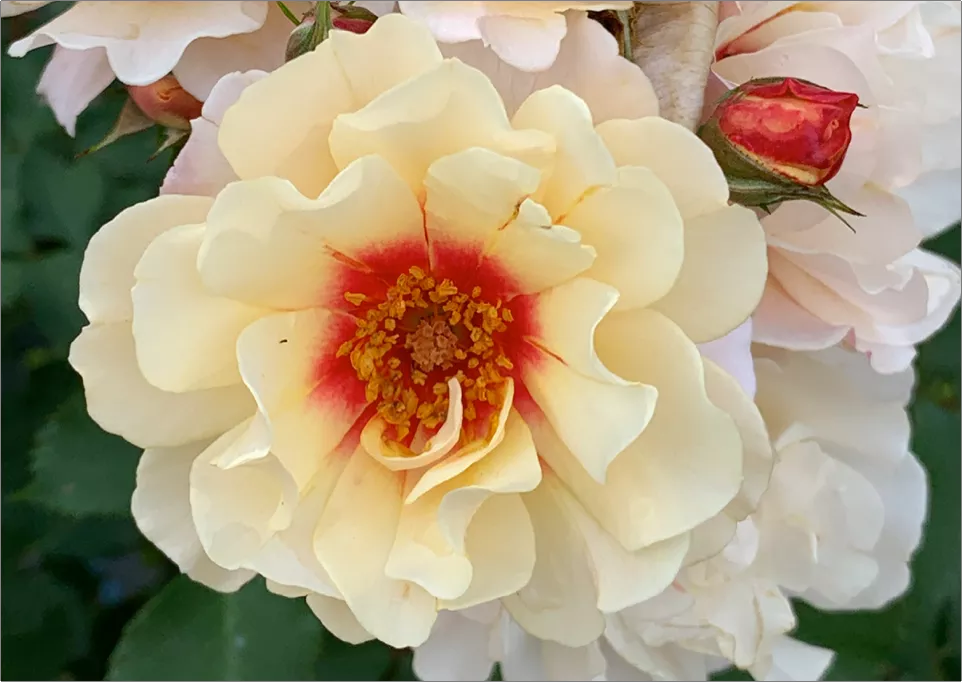 クランベリー アイズ