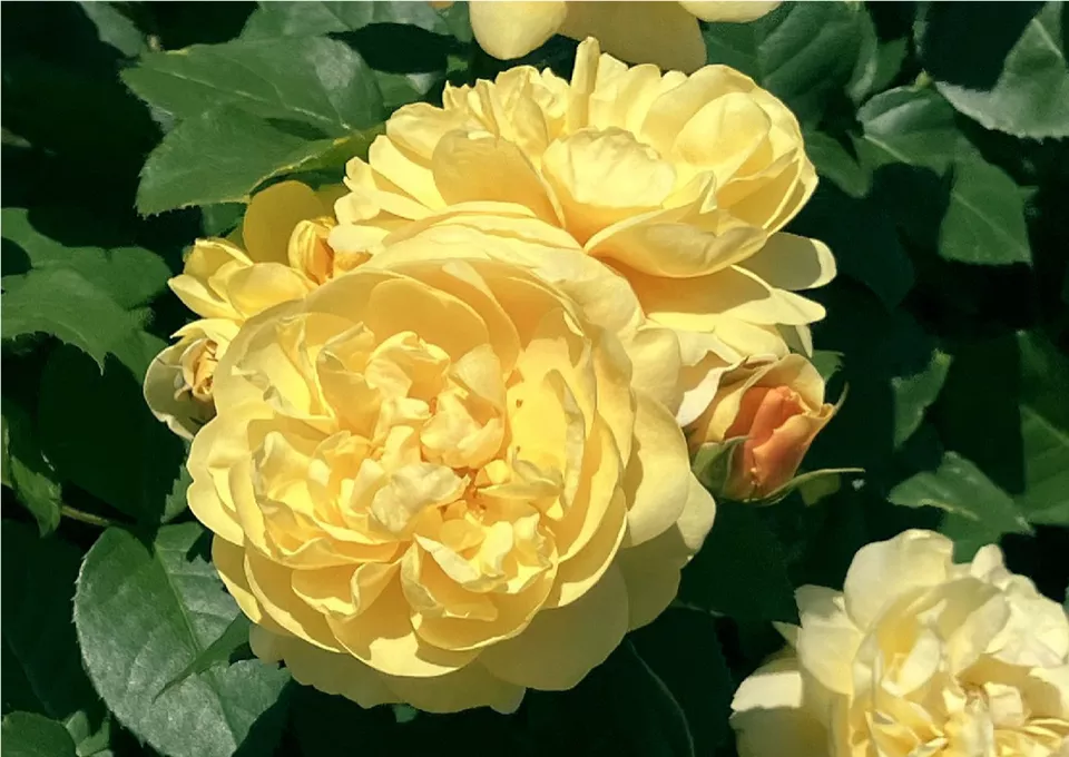 スマイル ハニー ローズ ／ くまのプーさん