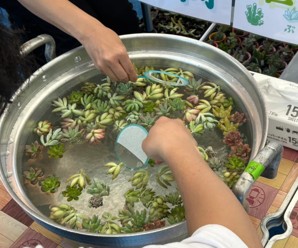 多肉植物すくい