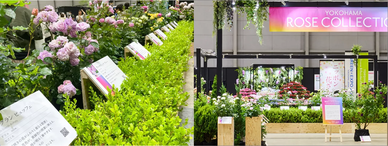 ローズ展示