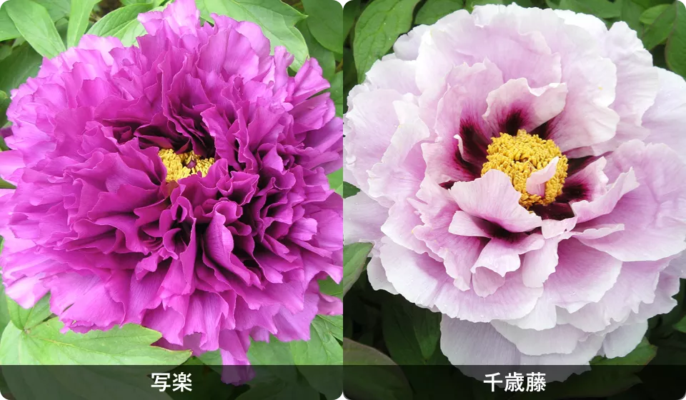 花とみどり 和の愉しみ